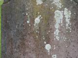 image of grave number 625269